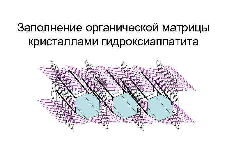 Заполнение органической матрицы кристаллами гидроксиаппатита 