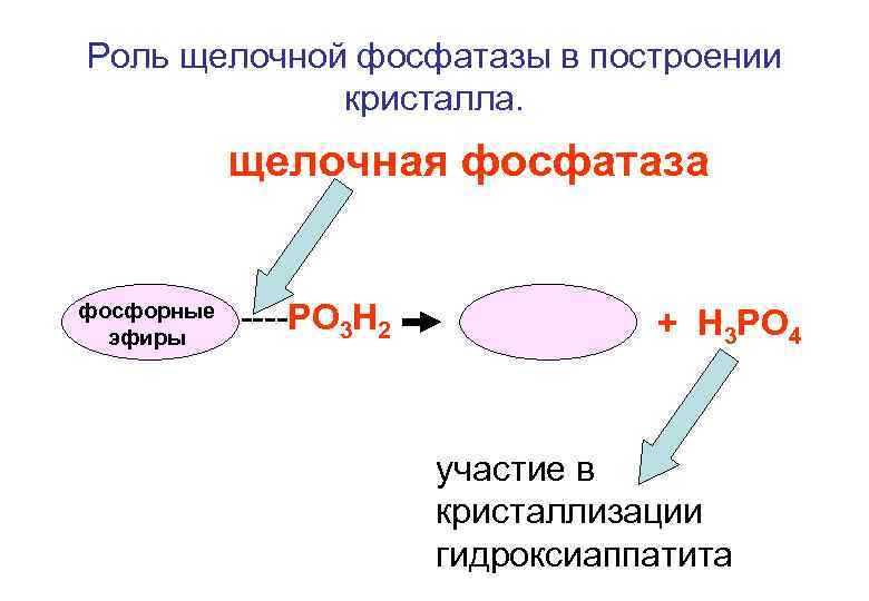 Фосфатаза реакции. Щелочная фосфатаза катализирует реакцию. Щелочная фосфатаза функции фермента. Щелочная и кислая фосфатаза биохимия. Роль щелочной фосфатазы.