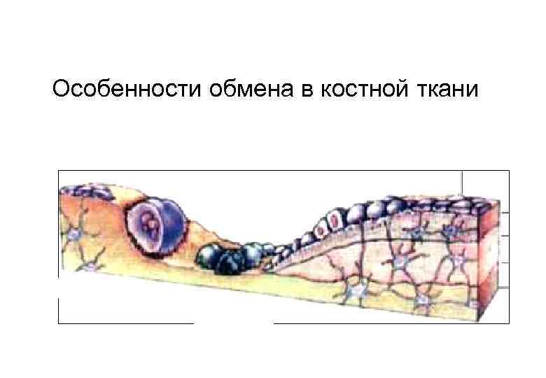 Особенности обмена в костной ткани 