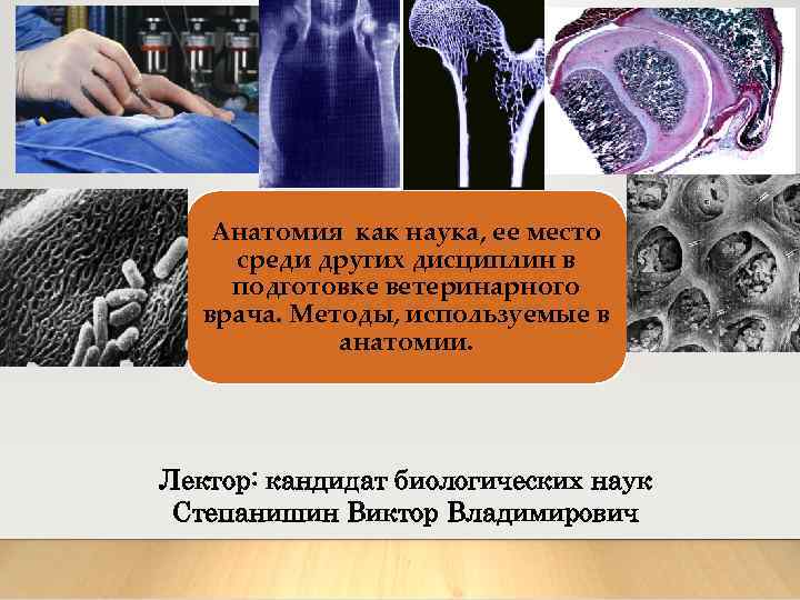 Слесаренко Н. А. Анатомия как наука, ее место среди других дисциплин в подготовке ветеринарного