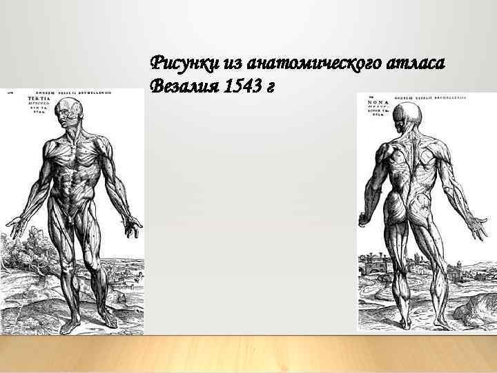 Рисунки из анатомического атласа Везалия 1543 г 