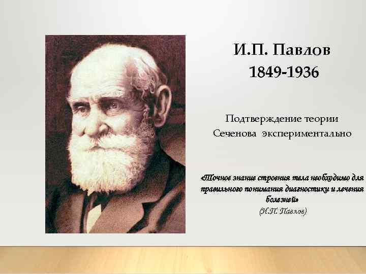 И. П. Павлов 1849 -1936 Подтверждение теории Сеченова экспериментально «Точное знание строения тела необходимо