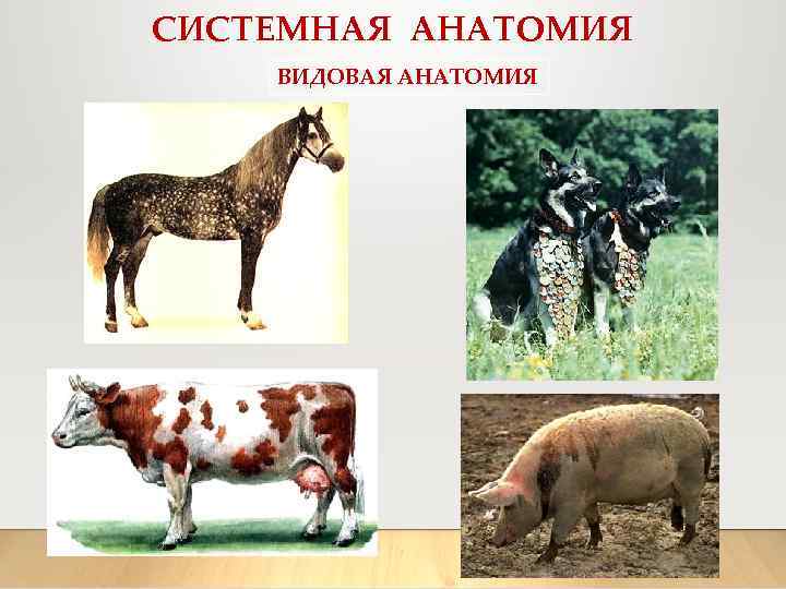 СИСТЕМНАЯ АНАТОМИЯ ВИДОВАЯ АНАТОМИЯ 