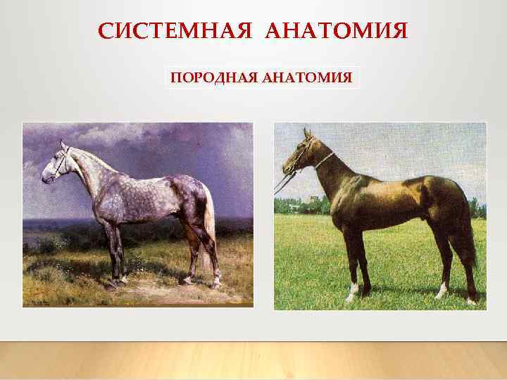 СИСТЕМНАЯ АНАТОМИЯ ПОРОДНАЯ АНАТОМИЯ 