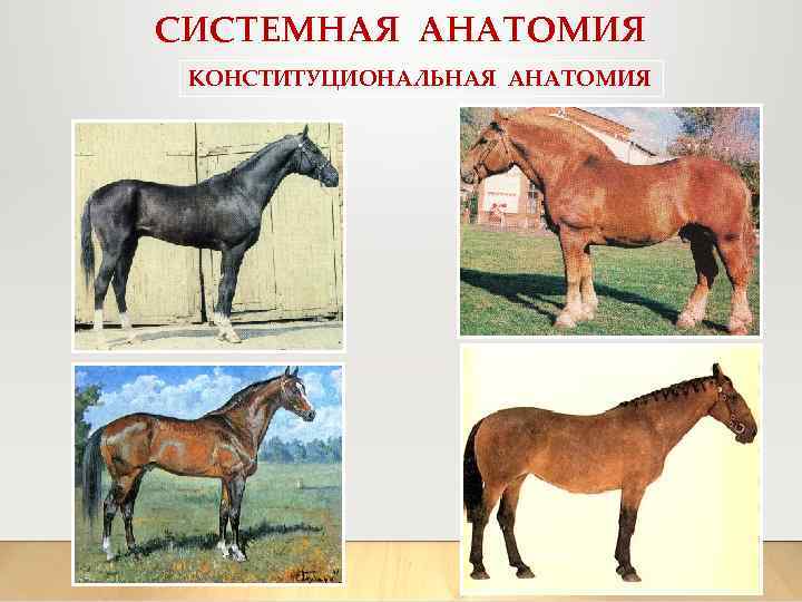 СИСТЕМНАЯ АНАТОМИЯ КОНСТИТУЦИОНАЛЬНАЯ АНАТОМИЯ 