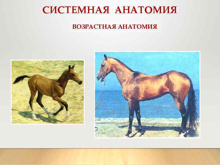 СИСТЕМНАЯ АНАТОМИЯ ВОЗРАСТНАЯ АНАТОМИЯ 