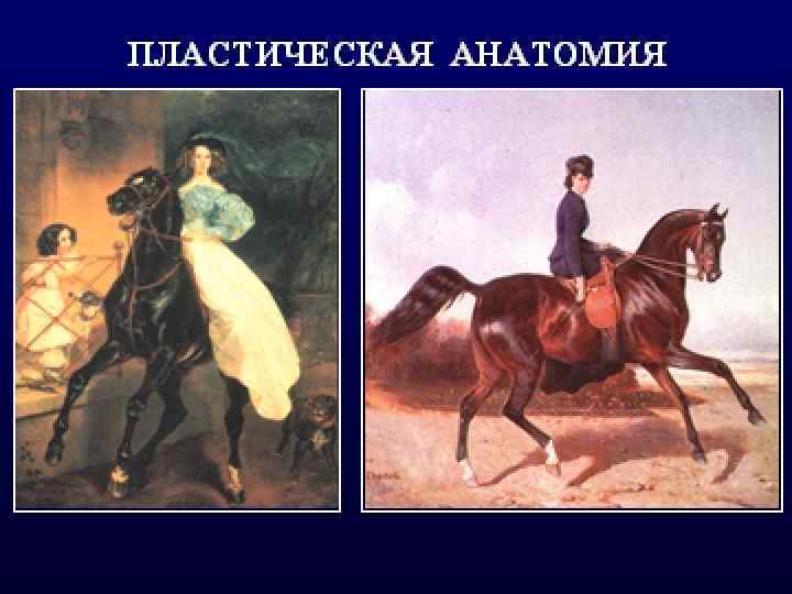 ТОПОГРАФИЧЕСКАЯ АНАТОМИЯ 