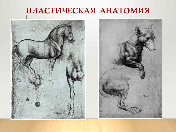 ПЛАСТИЧЕСКАЯ АНАТОМИЯ 