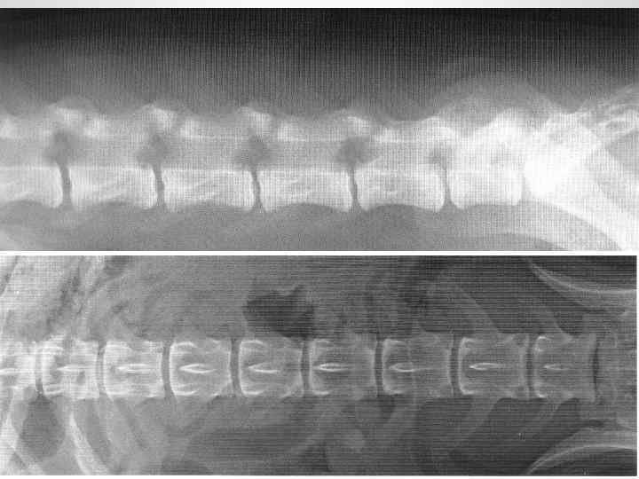 МГАВМи. Б им. К. И. Скрябина 