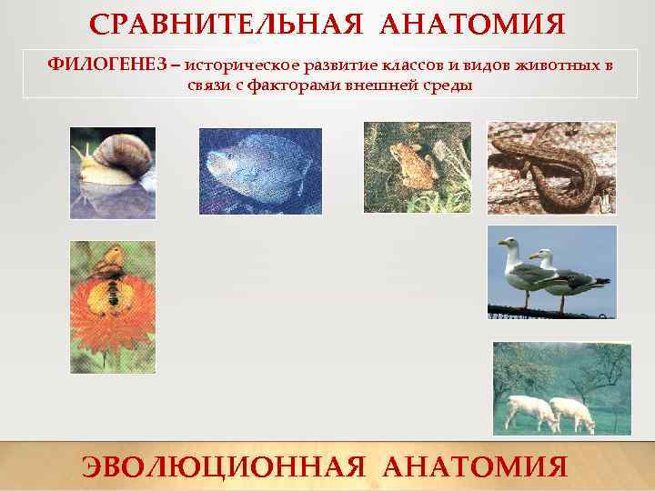 СРАВНИТЕЛЬНАЯ АНАТОМИЯ ФИЛОГЕНЕЗ – историческое развитие классов и видов животных в связи с факторами