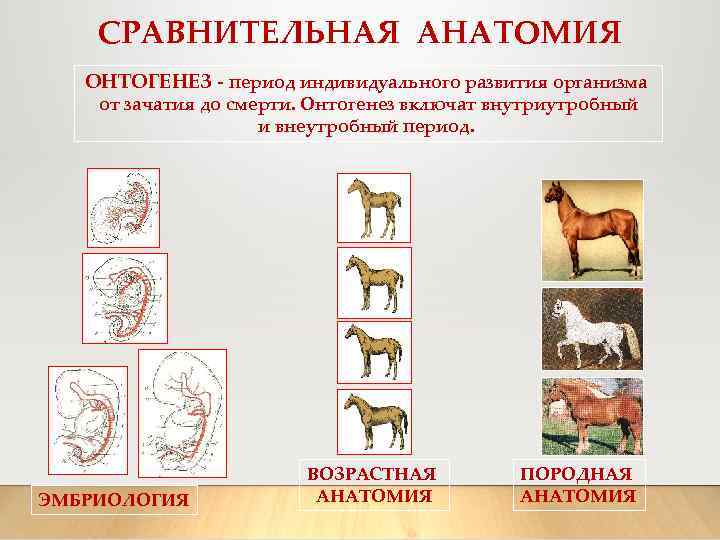СРАВНИТЕЛЬНАЯ АНАТОМИЯ ОНТОГЕНЕЗ - период индивидуального развития организма от зачатия до смерти. Онтогенез включат