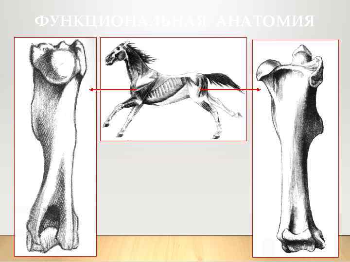 ФУНКЦИОНАЛЬНАЯ АНАТОМИЯ 