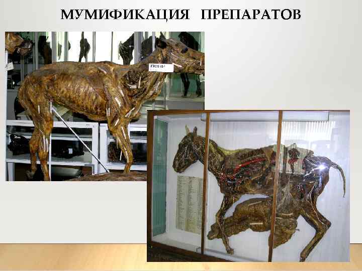 МУМИФИКАЦИЯ ПРЕПАРАТОВ 