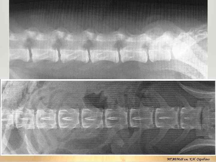 МГАВМи. Б им. К. И. Скрябина 