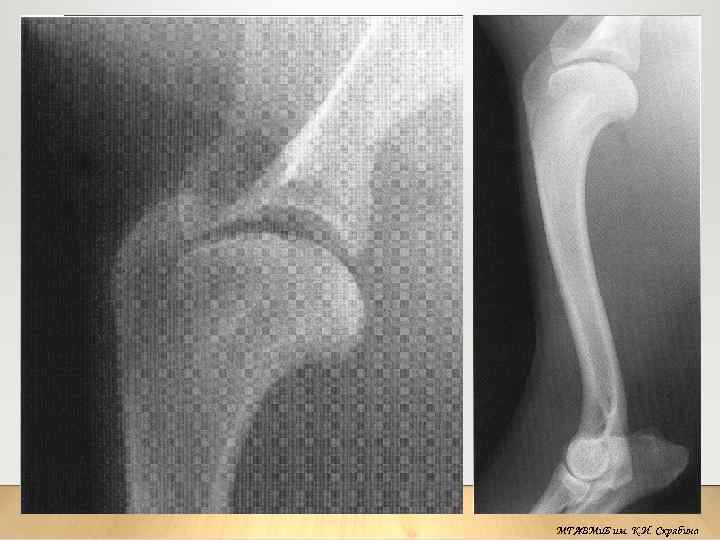 МГАВМи. Б им. К. И. Скрябина 