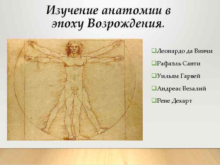 Изучение анатомии в эпоху Возрождения. q. Леонардо да Винчи q. Рафаэль Санти q. Уильям