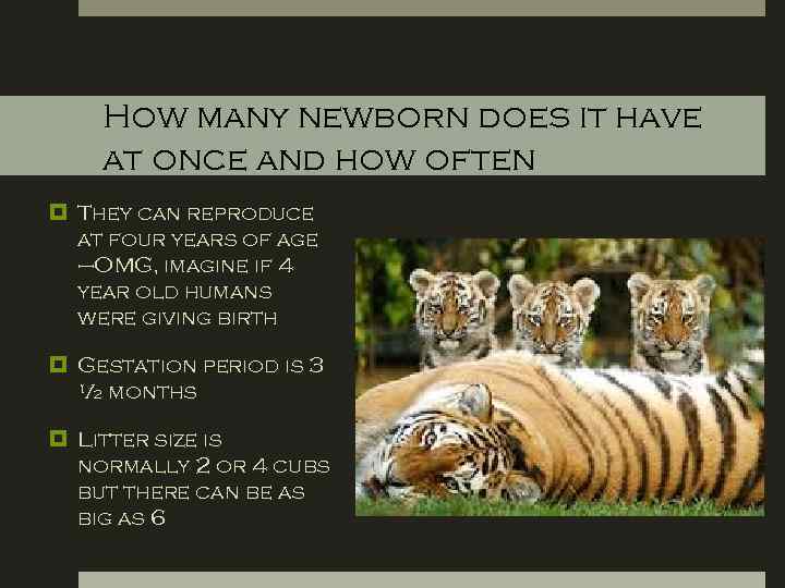 How many newborn does it have at once and how often They can reproduce