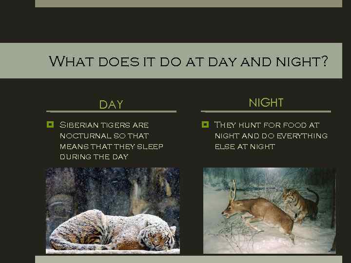 What does it do at day and night? DAY Siberian tigers are nocturnal so