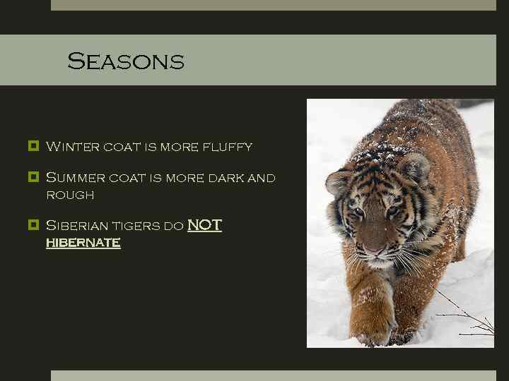 Seasons Winter coat is more fluffy Summer coat is more dark and rough Siberian