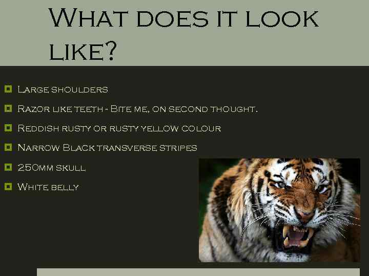 What does it look like? Large shoulders Razor like teeth - Bite me, on