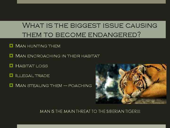 What is the biggest issue causing them to become endangered? Man hunting them Man