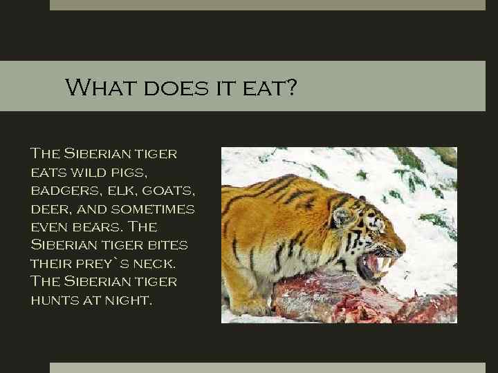 What does it eat? The Siberian tiger eats wild pigs, badgers, elk, goats, deer,