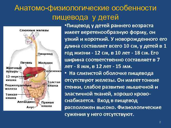 Форма пищевода. Афо пищеварительной системы новорожденного. Анатомо-физиологические строение пищеварительной системы. Афо органов пищеварения дошкольников. Афо пищеварительной системы новорожденного кратко.