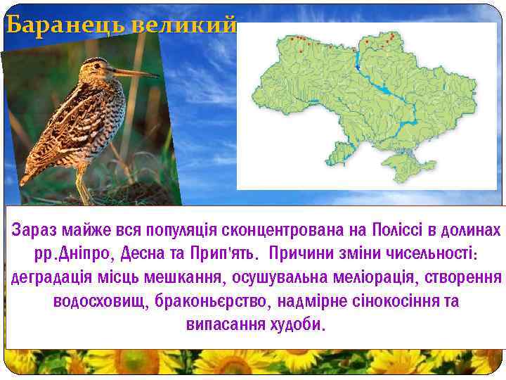 Баранець великий Зараз майже вся популяція сконцентрована на Поліссі в долинах рр. Дніпро, Десна