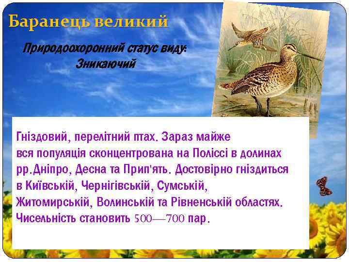 Баранець великий Природоохоронний статус виду: Зникаючий Гніздовий, перелітний птах. Зараз майже вся популяція сконцентрована