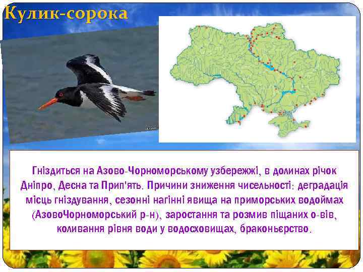 Кулик-сорока Гніздиться на Азово-Чорноморському узбережжі, в долинах річок Дніпро, Десна та Прип'ять. Причини зниження