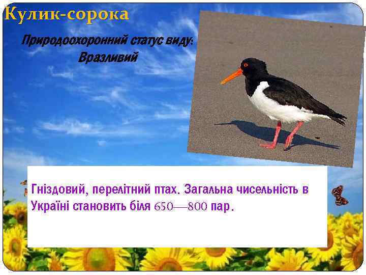 Кулик-сорока Природоохоронний статус виду: Вразливий Гніздовий, перелітний птах. Загальна чисельність в Україні становить біля