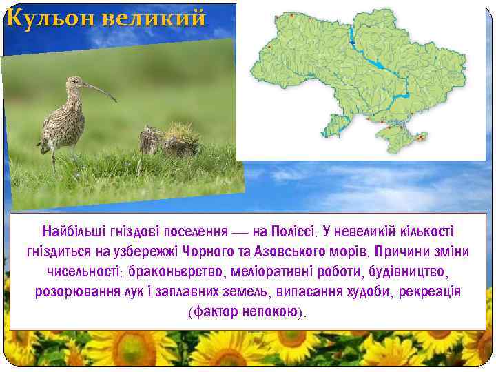 Кульон великий Найбільші гніздові поселення — на Поліссі. У невеликій кількості гніздиться на узбережжі