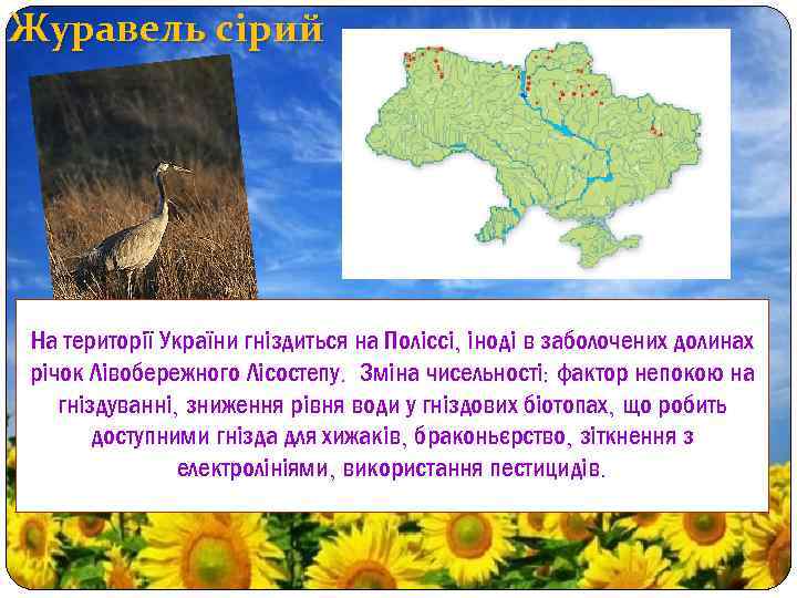 Журавель сірий На території України гніздиться на Поліссі, іноді в заболочених долинах річок Лівобережного