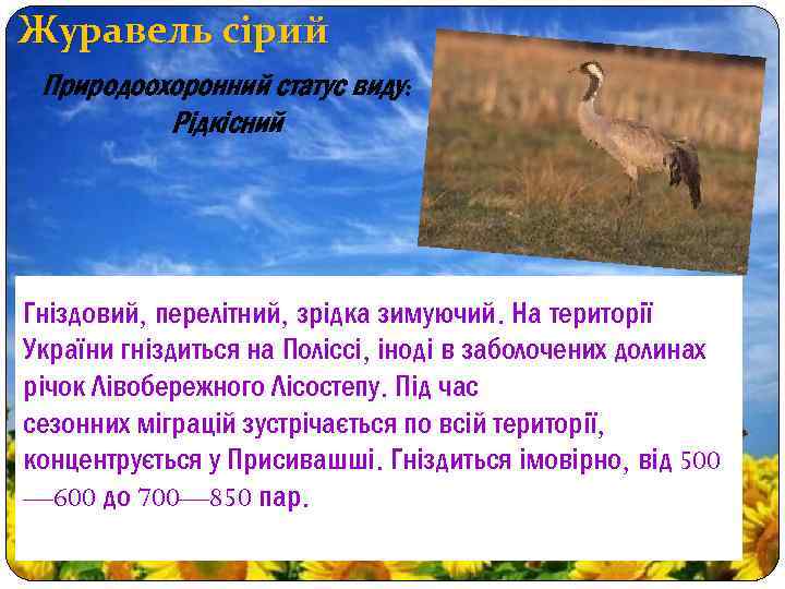 Журавель сірий Природоохоронний статус виду: Рідкісний Гніздовий, перелітний, зрідка зимуючий. На території України гніздиться