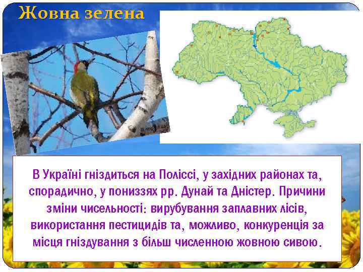 Жовна зелена В Україні гніздиться на Поліссі, у західних районах та, спорадично, у пониззях