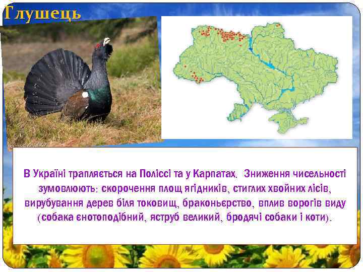 Глушець В Україні трапляється на Поліссі та у Карпатах. Зниження чисельності зумовлюють: скорочення площ