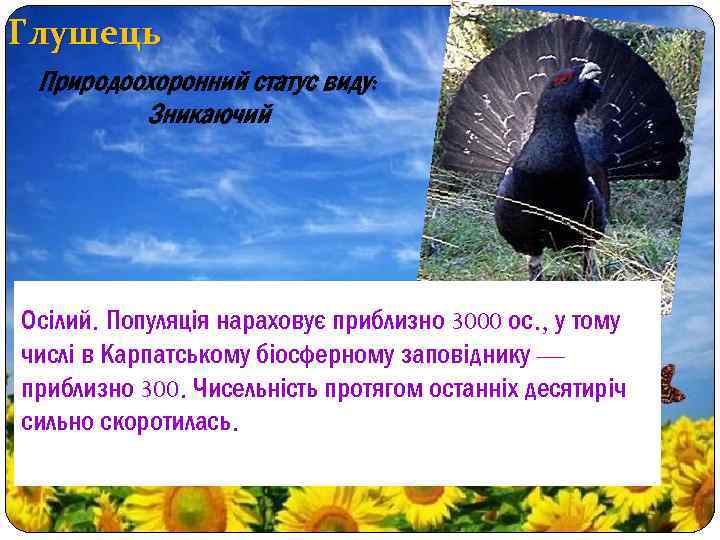 Глушець Природоохоронний статус виду: Зникаючий Осілий. Популяція нараховує приблизно 3000 ос. , у тому