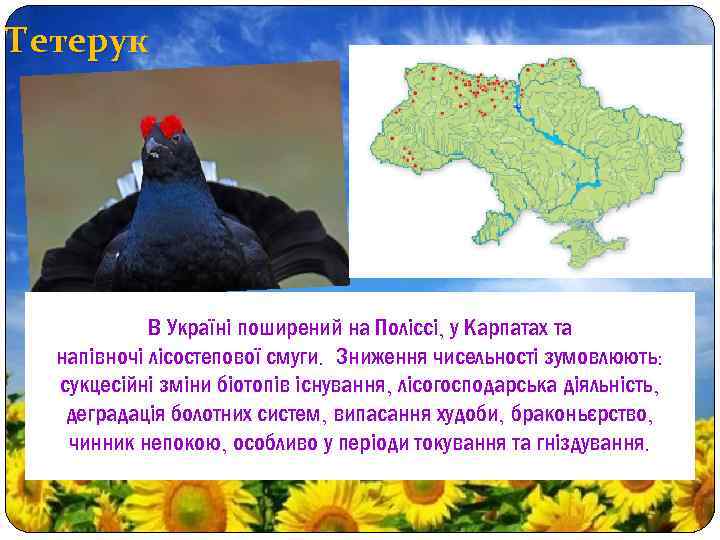 Тетерук В Україні поширений на Поліссі, у Карпатах та напівночі лісостепової смуги. Зниження чисельності