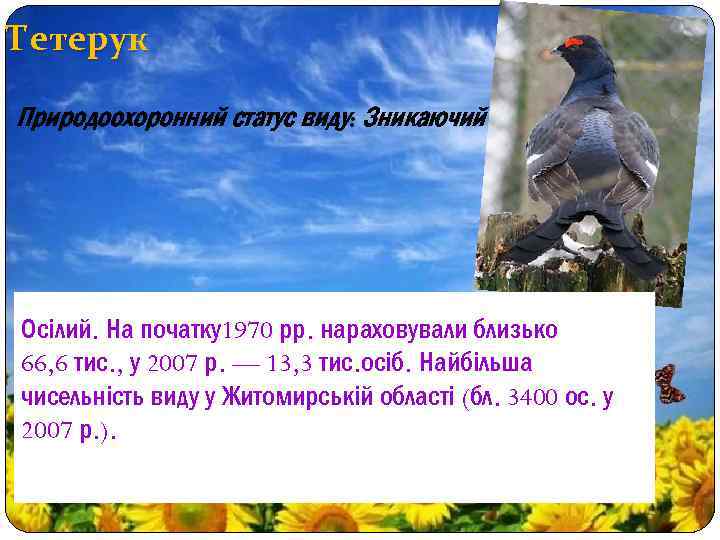 Тетерук Природоохоронний статус виду: Зникаючий Осілий. На початку1970 рр. нараховували близько 66, 6 тис.