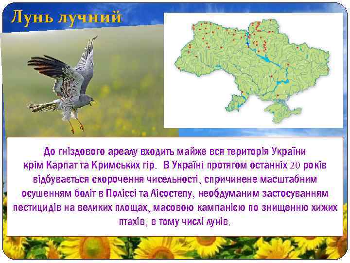 Лунь лучний До гніздового ареалу входить майже вся територія України крім Карпат та Кримських