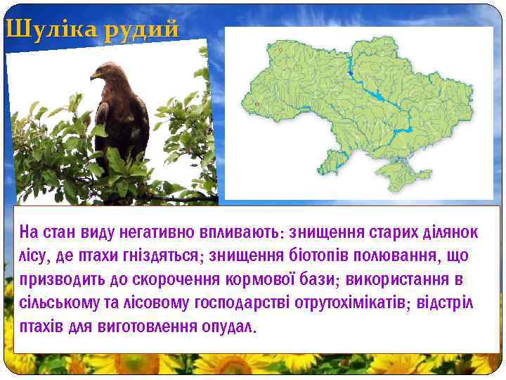 Шуліка рудий На стан виду негативно впливають: знищення старих ділянок лісу, де птахи гніздяться;