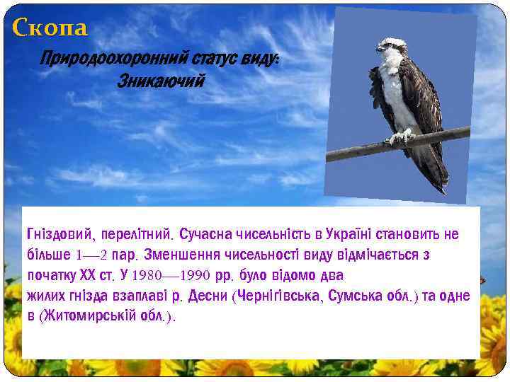 Скопа Природоохоронний статус виду: Зникаючий Гніздовий, перелітний. Сучасна чисельність в Україні становить не більше