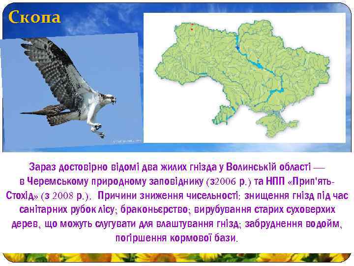 Скопа Зараз достовірно відомі два жилих гнізда у Волинській області — в Черемському природному