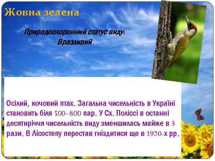 Жовна зелена Природоохоронний статус виду: Вразливий Осілий, кочовий птах. Загальна чисельність в Україні становить