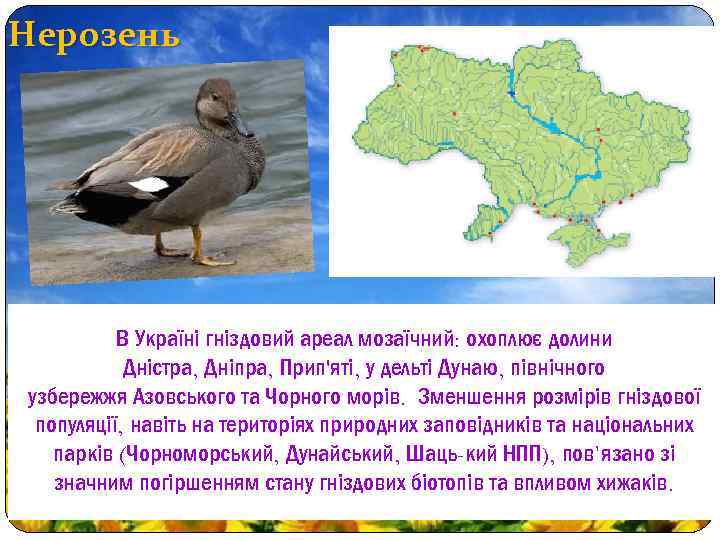 Нерозень В Україні гніздовий ареал мозаїчний: охоплює долини Дністра, Дніпра, Прип'яті, у дельті Дунаю,