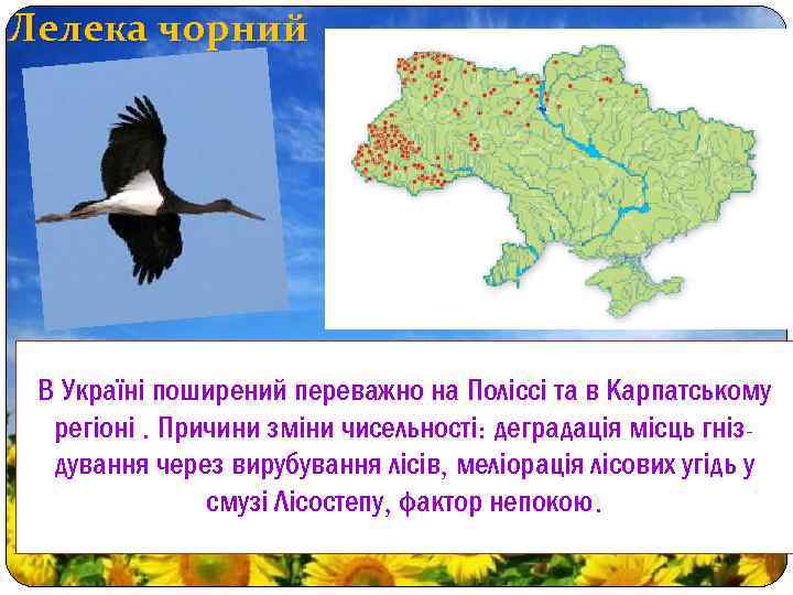 Лелека чорний В Україні поширений переважно на Поліссі та в Карпатському регіоні. Причини зміни