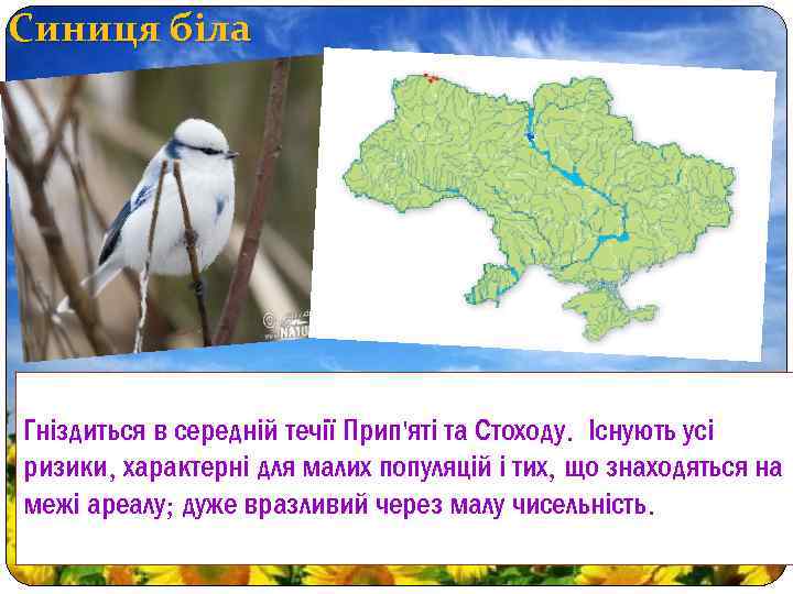 Синиця біла Гніздиться в середній течії Прип'яті та Стоходу. Існують усі ризики, характерні для