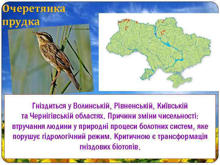 Очеретянка прудка Гніздиться у Волинській, Рівненській, Київській та Чернігівській областях. Причини зміни чисельності: втручання