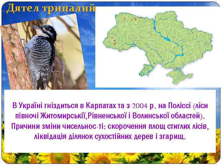 Дятел трипалий В Україні гніздиться в Карпатах та з 2004 р. на Поліссі (ліси