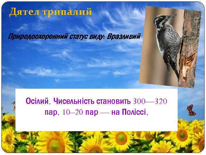 Дятел трипалий Природоохоронний статус виду: Вразливий Осілий. Чисельність становить 300— 320 пар. 10– 20